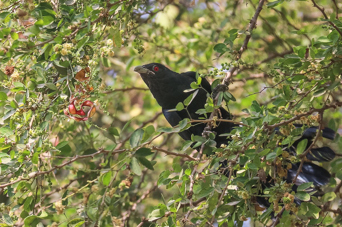 বসন্তে কুহু কুহু ডেকে হয়রান কোকিলটি পাকা খৈ বাবলার খোঁজে এডালে–ওডালে। আলম নগর, খুলনা শহর, ২ মার্চ