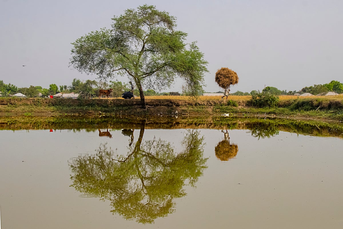 মাঠ থেকে চৈতালি ফসল মশুর সংগ্রহ করে মাড়াইয়ের জন্য বাড়ি ফিরছেন এক কৃষক। মালঞ্চী, পাবনা, ২২ মার্চ