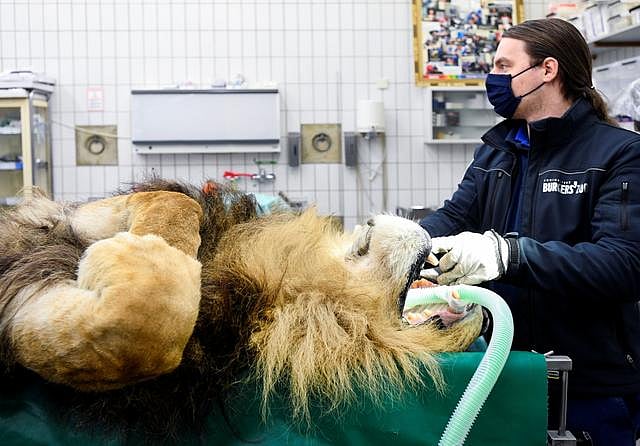 অস্ত্রোপচারের মাধ্যমে সিংহটির বন্ধকরণ করা হয়।