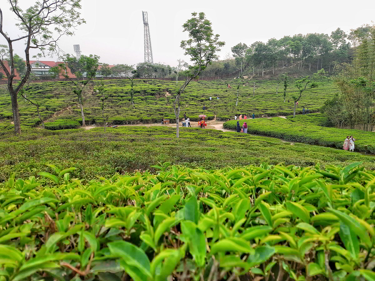 সিলেটের লাক্কাতুড়া চা–বাগান থেকে সম্প্রতি তোলা