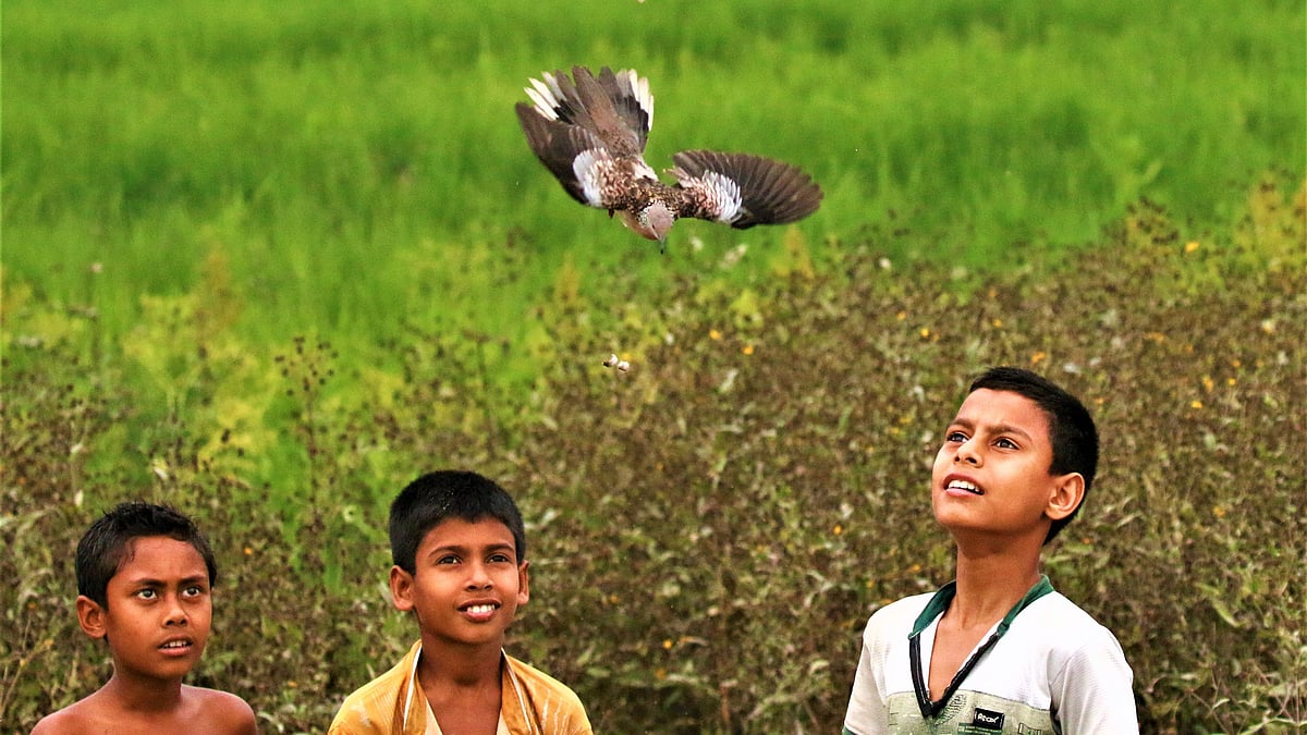কুড়িগ্রামের দুধকুমার নদীর চরের এই শিশুরা একটি ঘুঘু শিকার করেছিল, বুঝিয়ে বলার পর নিজেরাই ঘুঘুটিকে ছেড়ে দেয়