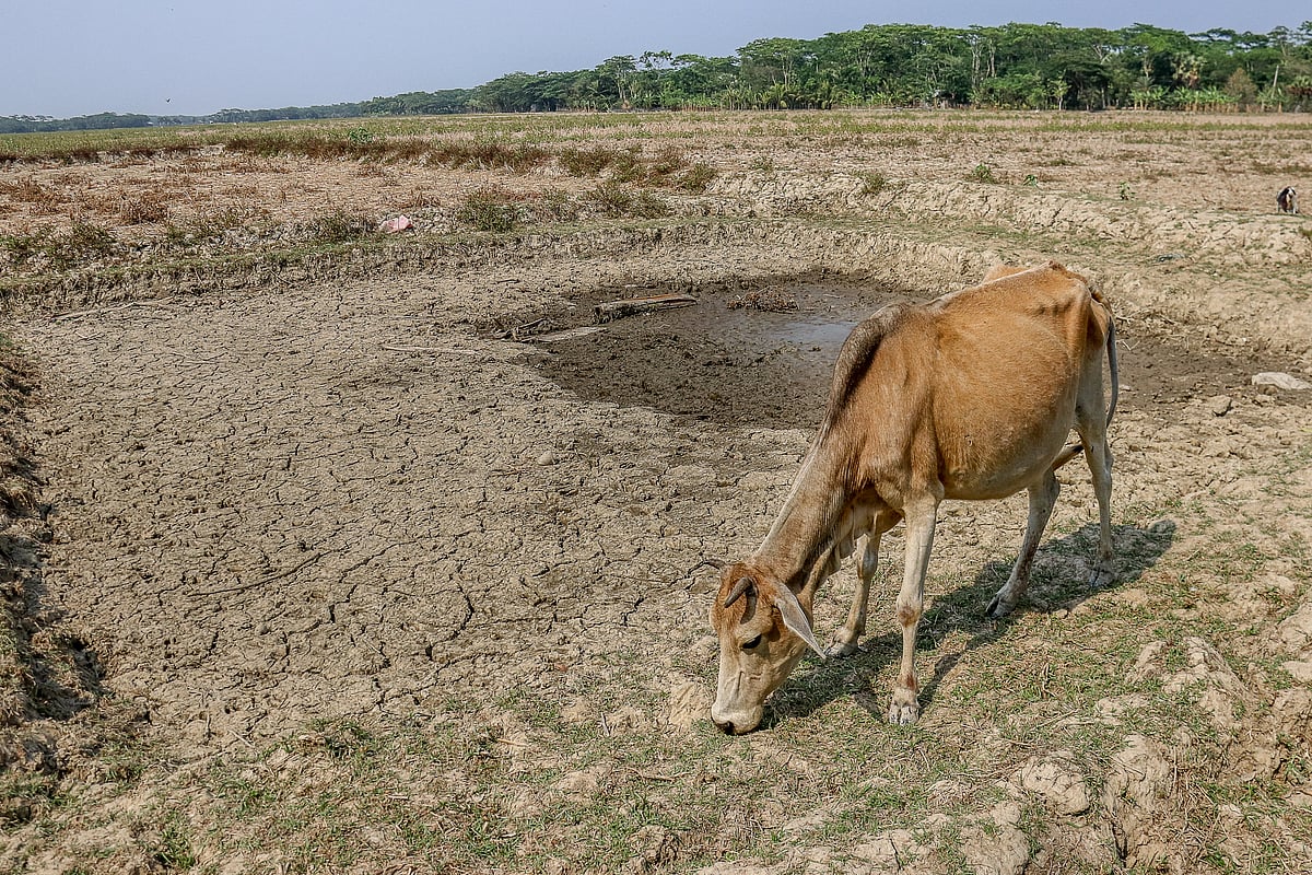 মাঠের পর মাঠ আবাদযোগ্য জমি থাকলেও সেখানে প্রাণ দেওয়ার মতো পানি নেই। ভূগর্ভস্থ পানির স্তর ক্রমেই নিচে নেমে যাচ্ছে। শরণখোলা উপজেলা, বাগেরহাট