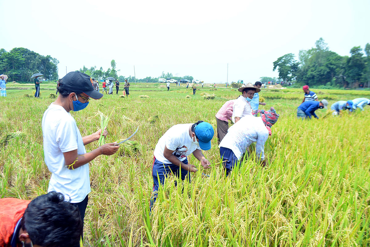 শ্রীমঙ্গল উপজেলা নির্বাহী কর্মকর্তার ডাকে সাড়া দিয়ে স্বেচ্ছাসেবকেরা রোদ উপেক্ষা করে কৃষকদের ধান কেটে দিতে নেমেছেন মাঠে। মৌলভীবাজারের শ্রীমঙ্গলের হাজিপুর হাইল হাওরসংলগ্ন এলাকায় আজ বৃহস্পতিবার সকালে