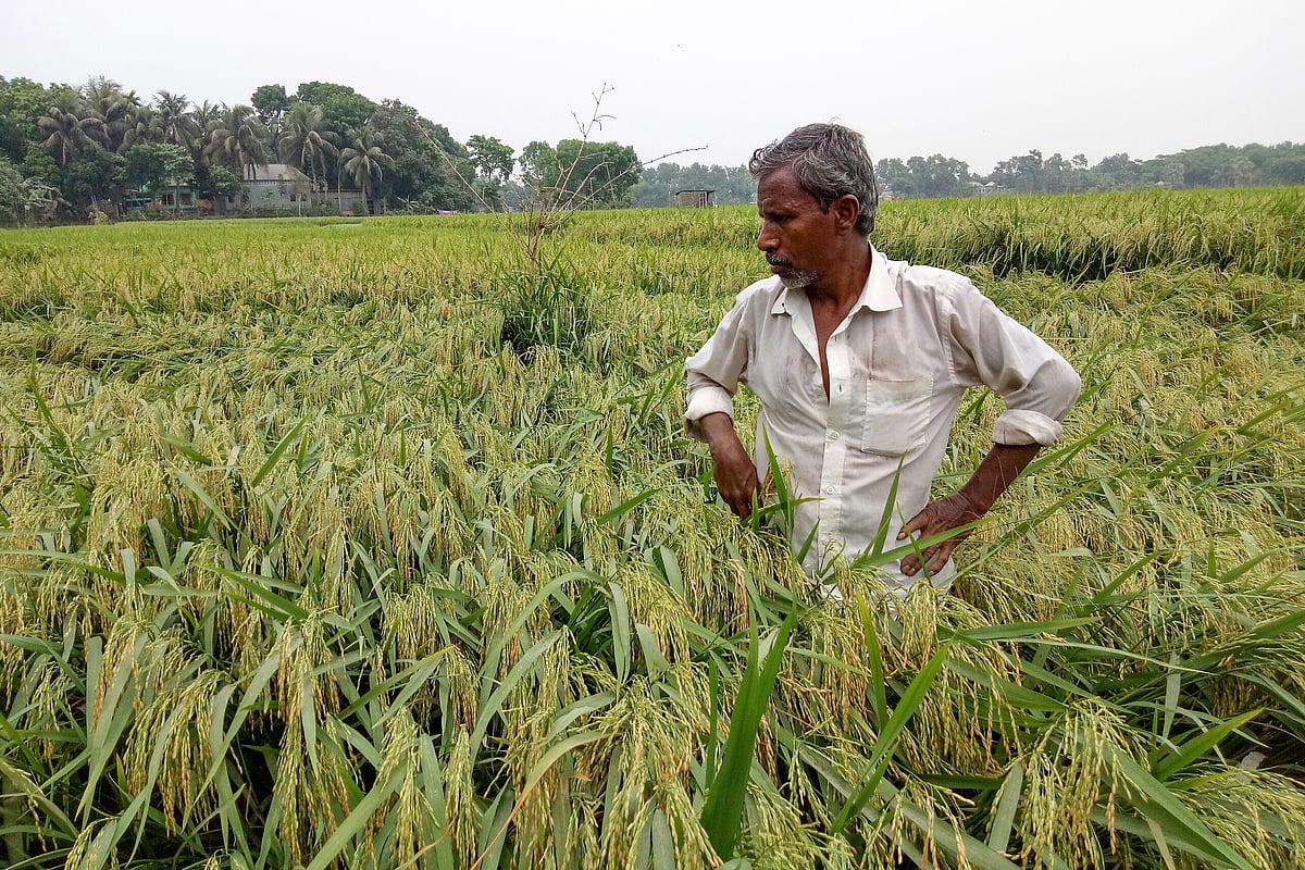বুধবার রাতে ঝোড়ো হাওয়ায় নুইয়ে পড়েছে কৃষক আবদুল রাজ্জাক মল্লার ৪০ শতাংশ জমির আধা পাকা বোরো ধান। আর সপ্তাহখানেক পরই তিনি এই ধান ঘরে তুলতে পারতেন। ঝোড়ো হাওয়ায় ক্ষতিগ্রস্ত নুইয়ে পড়া ধান পরখ করছেন তিনি। ফরিদপুর সদর উপজেলার গদাধর ডাঙ্গি এলাকা, ২২ এপ্রিল
