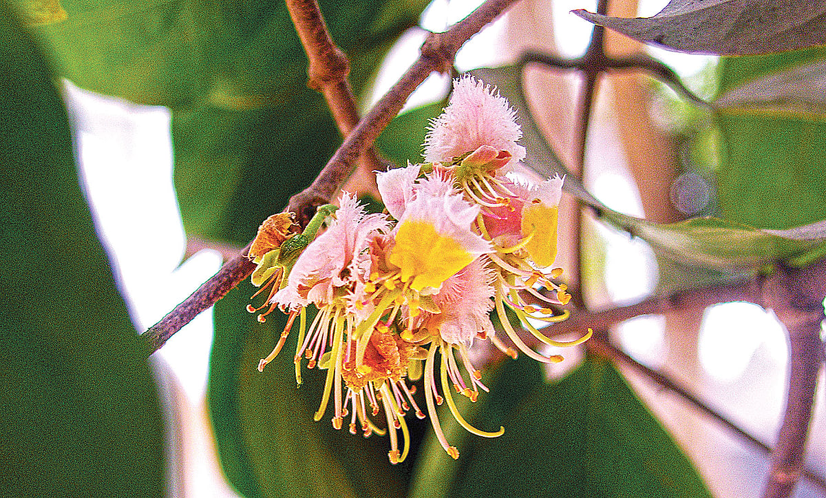 যশোরের বেনাপোল এলাকায় পাটবাড়ী আশ্রমে ৫৫০ বছরের পুরোনো মাধবীলতা