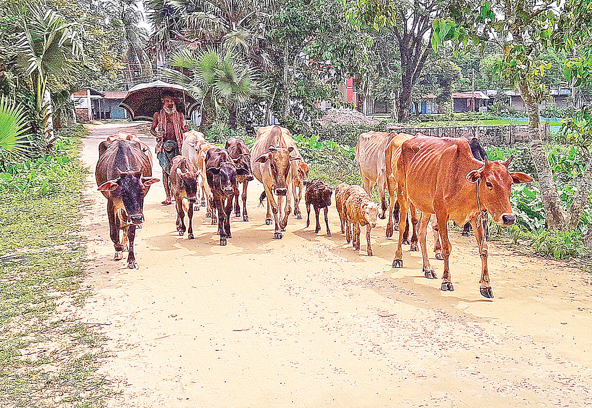 ঘাস খাওয়ানোর জন্য মাঠে গরু নিয়ে যাচ্ছেন একজন। গত নভেম্বরে মৌলভীবাজারে