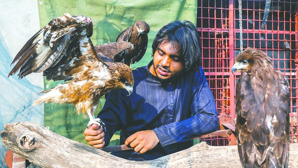 সেবা–শুশ্রূষা পাওয়া চিলগুলো আপন করে নিয়েছে রাফিদকে