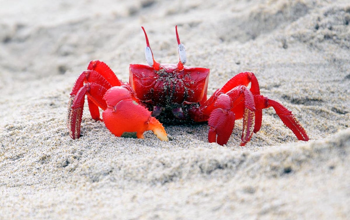 করোনার বিধিনিষেধের কারণে কক্সবাজার সমুদ্র সৈকতের বালুচরে এখন লাল কাঁকড়াদের অবাধ বিচরণ।