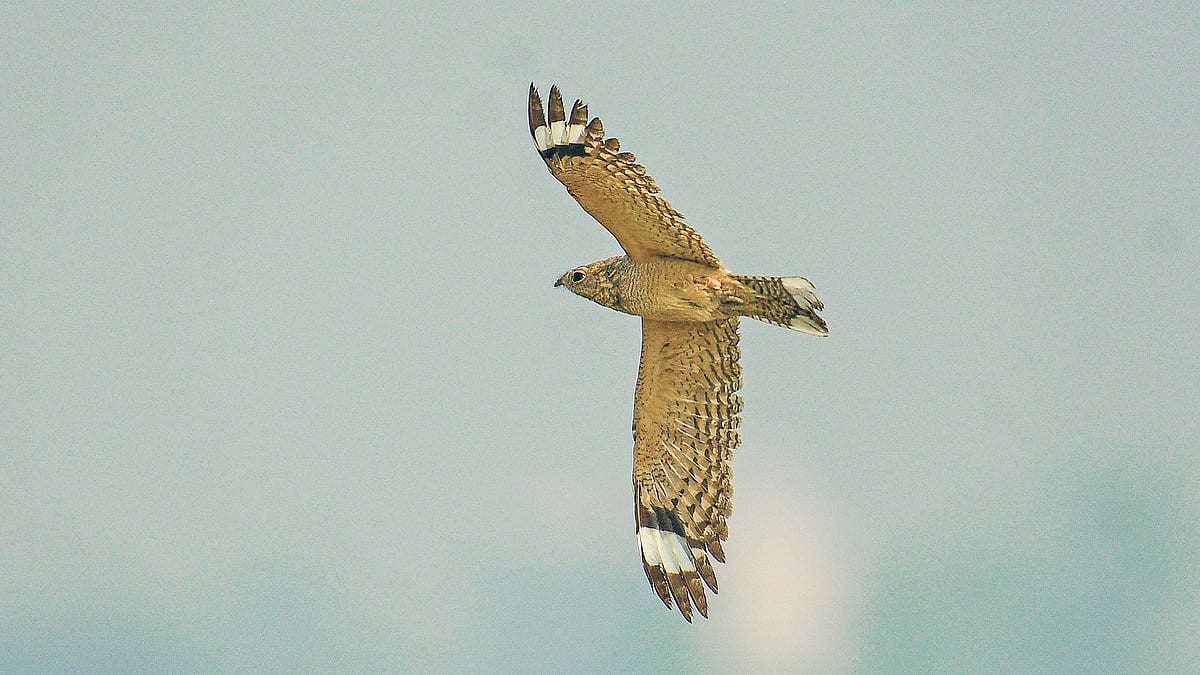 রাজশাহীর পদ্মা নদীর চরে উড়ন্ত সাইক্সের রাতচরা