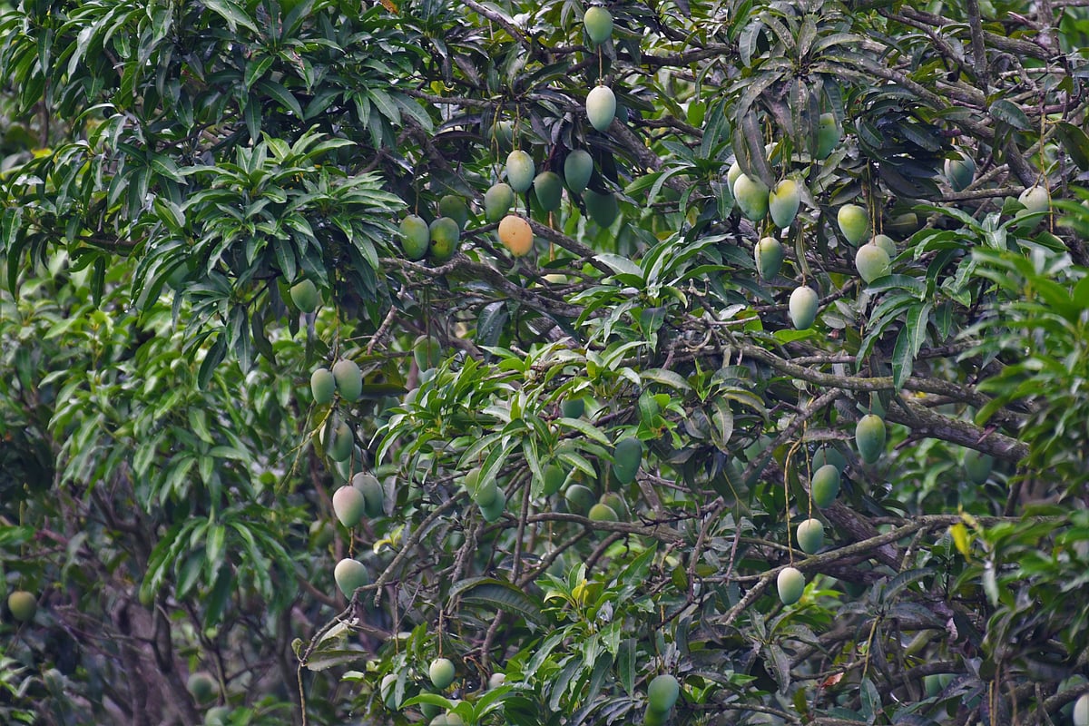 আমবাগানে গাছে কাাঁচা–পাকা আম।