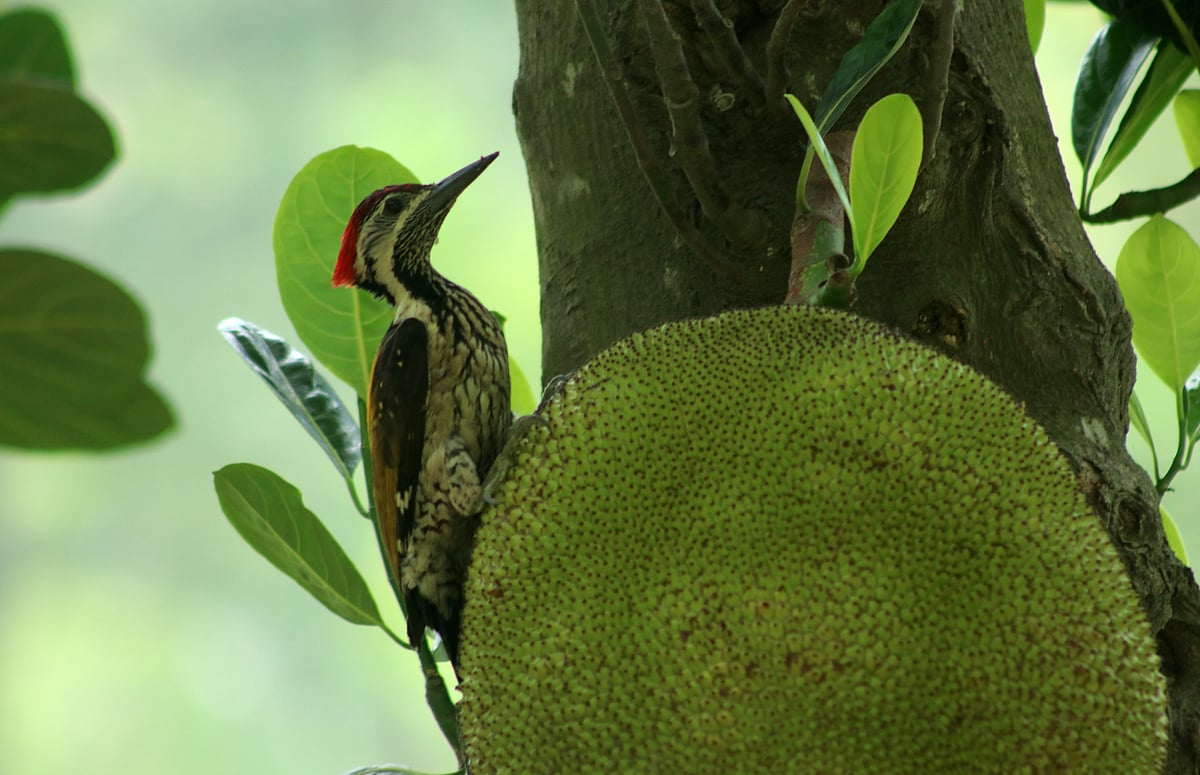 পাকা কাঁঠালের ঘ্রাণে ছুটে এসেছে কাঠঠোকরা। পল্লী উন্নয়ন একাডেমি চত্বর, বগুড়া, ৭ জুন