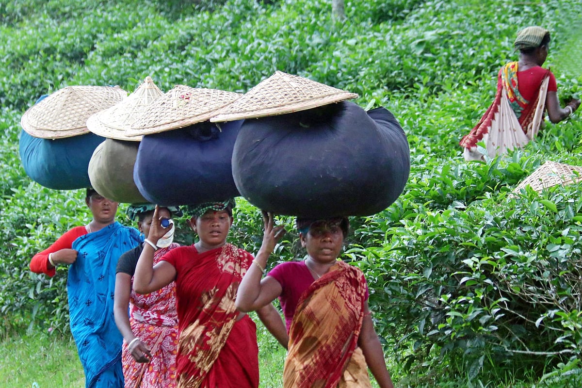 চা-পাতা তুলে নিয়ে যাচ্ছেন শ্রমিকেরা