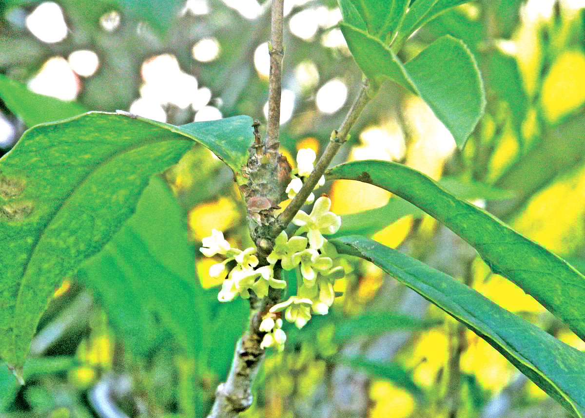 দিঘাপতিয়া রাজবাড়ি থেকে সুরভি ফুলের ছবিটি সম্প্রতি তোলা।