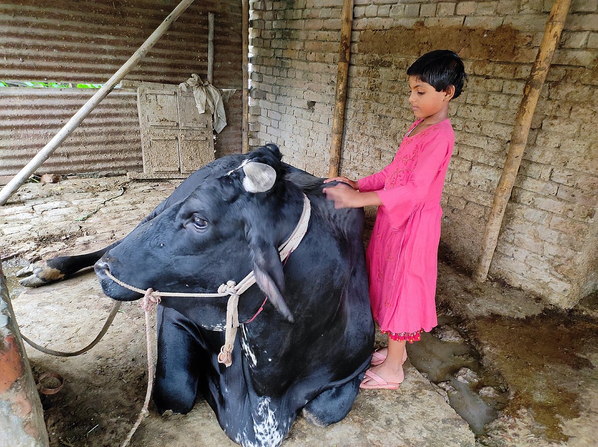 পর্বতই ছোট্ট মৌলির খেলার সাথি। মেহেরপুরের গাংনী উপজেলার হাটপাড়া গ্রামে মহিরুল ইসলামের বাড়িতে।