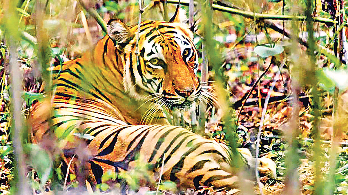 বেঙ্গল টাইগার