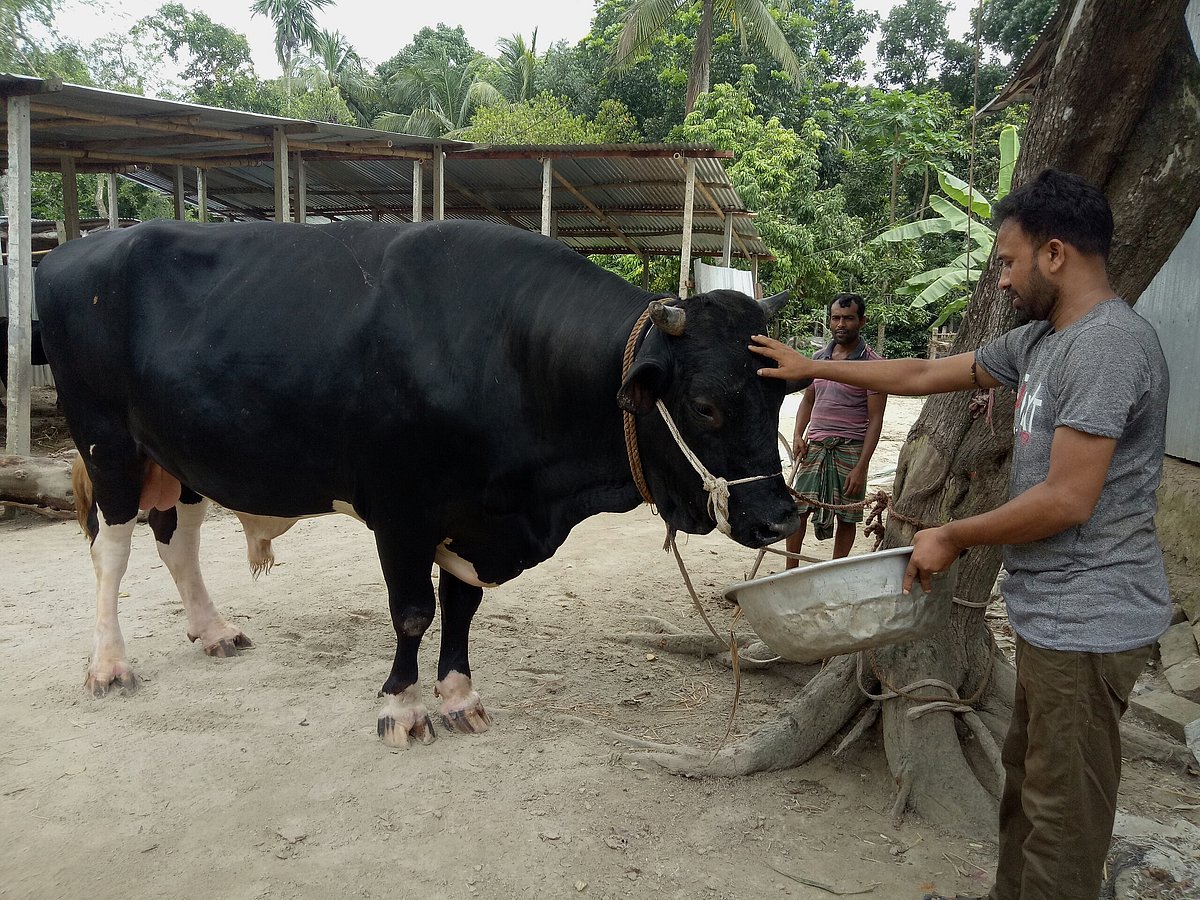 ফরিদপুর সদর উপজেলার বিল মাহমুদপুর গ্রামের রফিকুল ইসলামের খামারের বেধে রাখা হয়েছে ‘সম্রাটকে’। মঙ্গলবার সকালে তোলা ছবি।