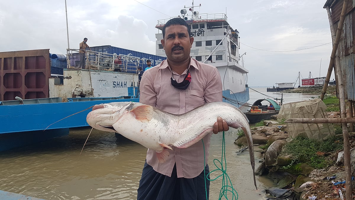 রাজবাড়ীর গোয়ালন্দে ১৩ কেজি ওজনের বোয়াল মাছটি ধরা পড়ে। দৌলতদিয়ার মৎস্য ব্যবসায়ী শাজাহান শেখ মাছটি কিনে নেন