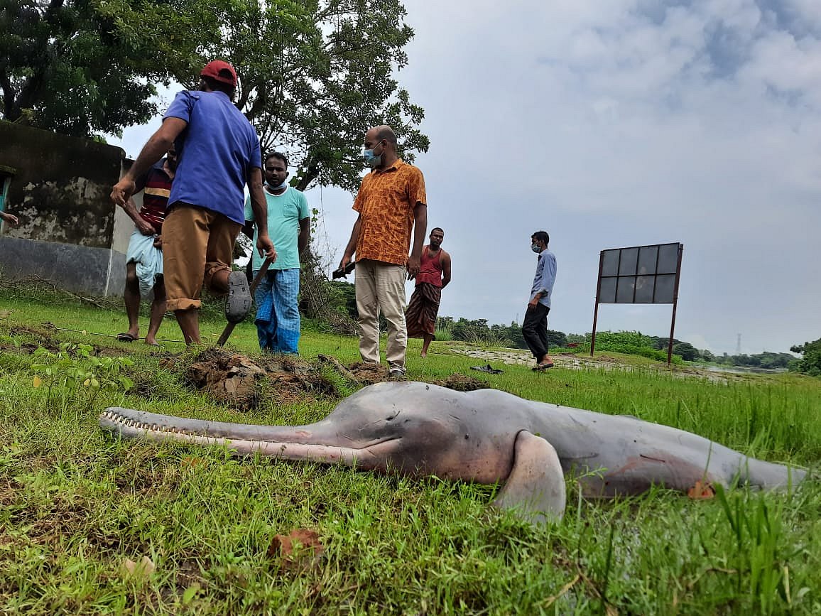 হালদার শাখাখাল থেকে উদ্ধার করা মৃত ডলফিন। আজ মঙ্গলবার দুপুরে চট্টগ্রামের হাটহাজারী উপজেলার মেখল ইউনিয়নের সর্তারঘাট এলাকায়।