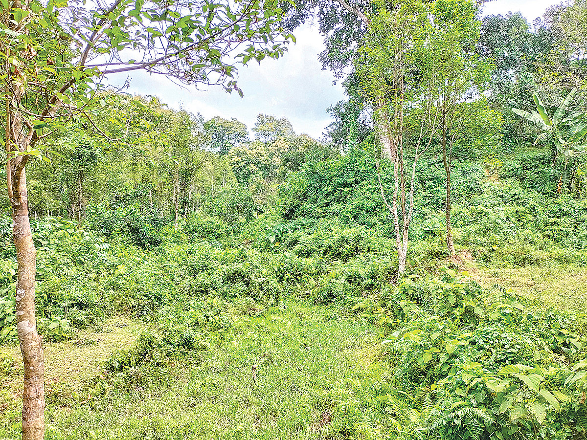 মৌলভীবাজারের জুড়ী উপজেলার ১৪ কিলোমিটার দূরে দেশের অন্যতম ক্রান্তীয় চিরসবুজ লাঠিটিলা সংরক্ষিত বন। গতকাল দুপুরে।