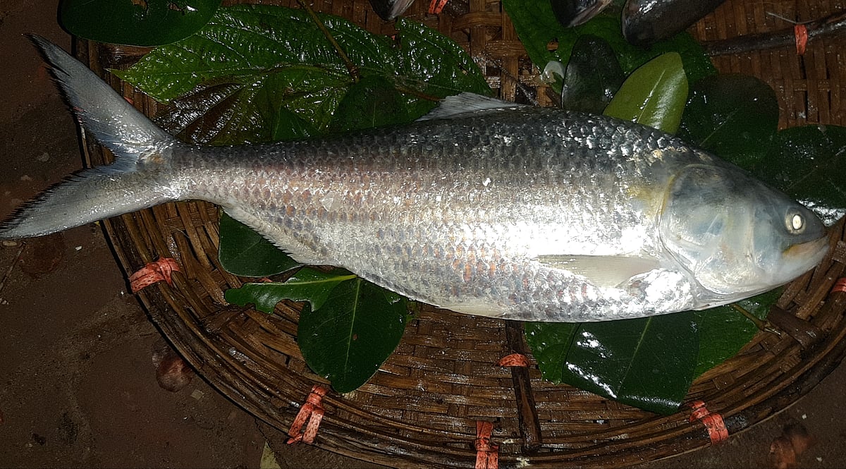 ২ কেজি ৪০০ গ্রাম ওজনের এই ইলিশ মাছের দাম ৩ হাজার ৬০০ টাকা হাঁকাচ্ছেন বিক্রেতা। টেকনাফ বাসস্টেশন বাজারে মাছটি দেখতে ভিড় জমাচ্ছেন ক্রেতারাও