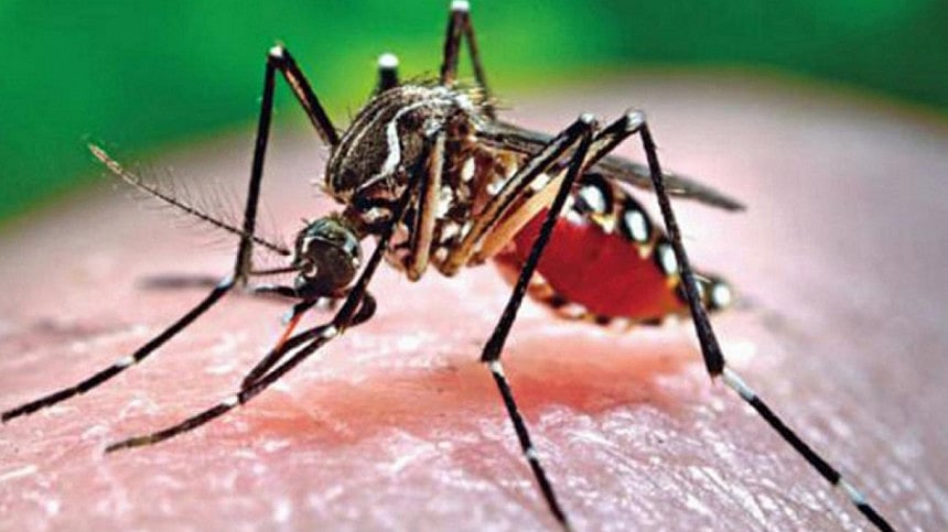 ডেঙ্গু মশা