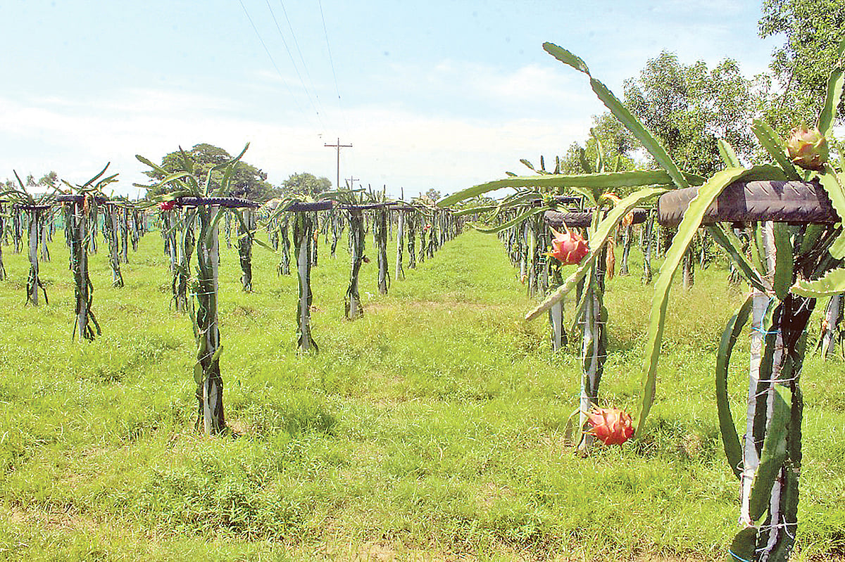 ব্রাহ্মণবাড়িয়ার সরাইল উপজেলার বুড্ডা গ্রামে ড্রাগন ফলের বাণিজ্যিক চাষ করা হচ্ছে। গত রোববার।
