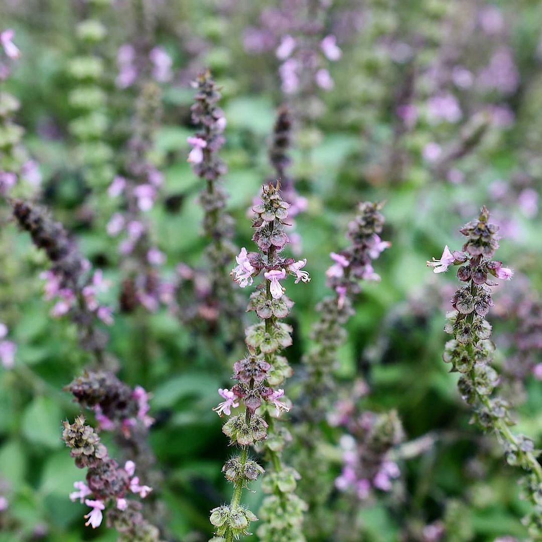 তুলসীগাছ