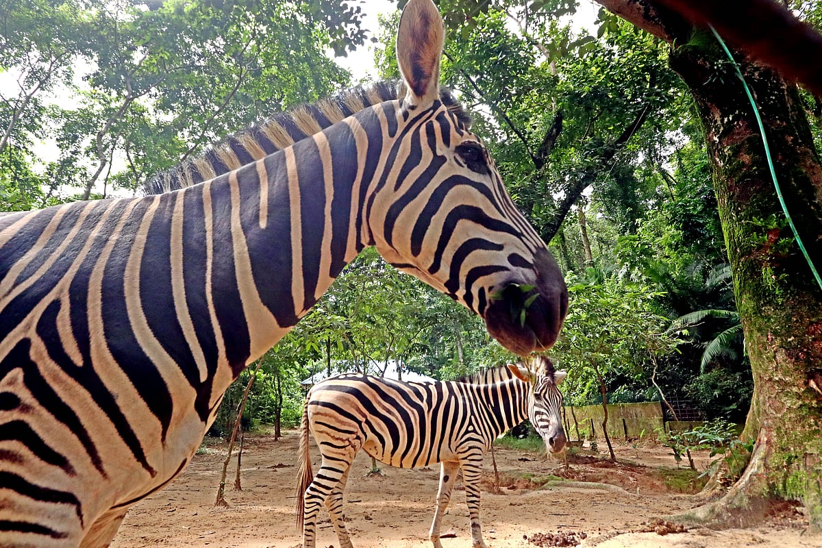 করোনাকালের শুরু থেকে দর্শনার্থী প্রবেশ বন্ধ রয়েছে সিলেট নগরের টিলাগড় এলাকায় বন্য প্রাণী সংরক্ষণ কেন্দ্রের চিড়িয়াখানায়। কোলাহলহীন পরিবেশে নিজের মতো করে সময় কাটাচ্ছে সেখানে থাকা জেব্রা দুটি। সিলেট, ৮ আগস্ট