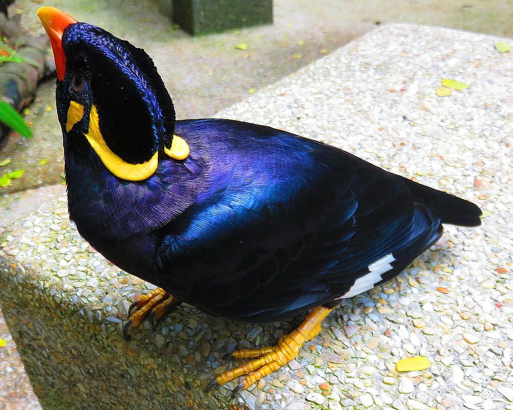 ময়না কীভাবে মানুষের গলায় কথা বলে