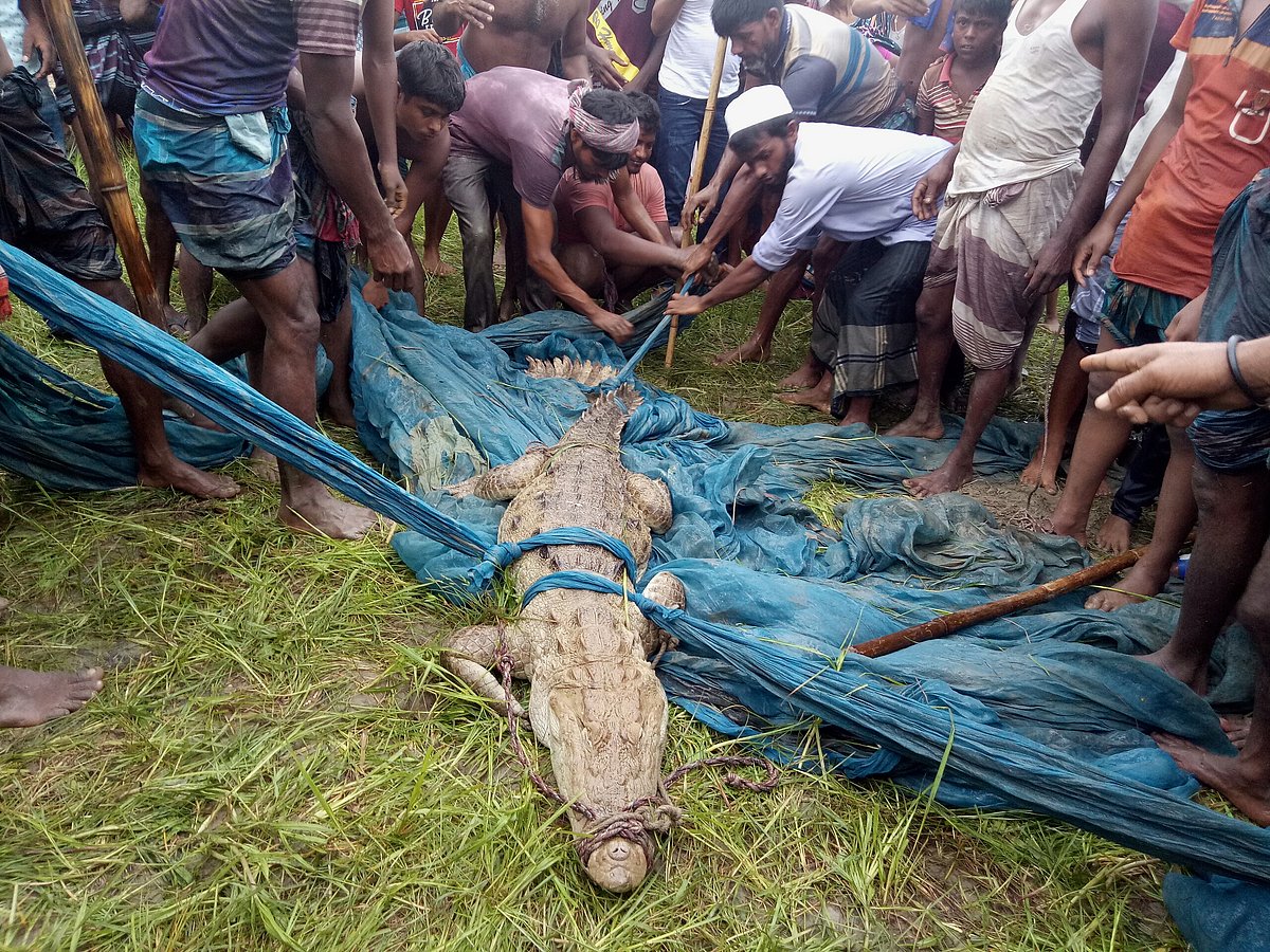 গ্রামবাসীর হাতে আটকা পড়েছে একটি কুমির। সুবহান মোল্লার ডাঙ্গি, নর্থ চ্যানেল ইউনিয়ন, ফরিদপুর, ৯ আগস্ট