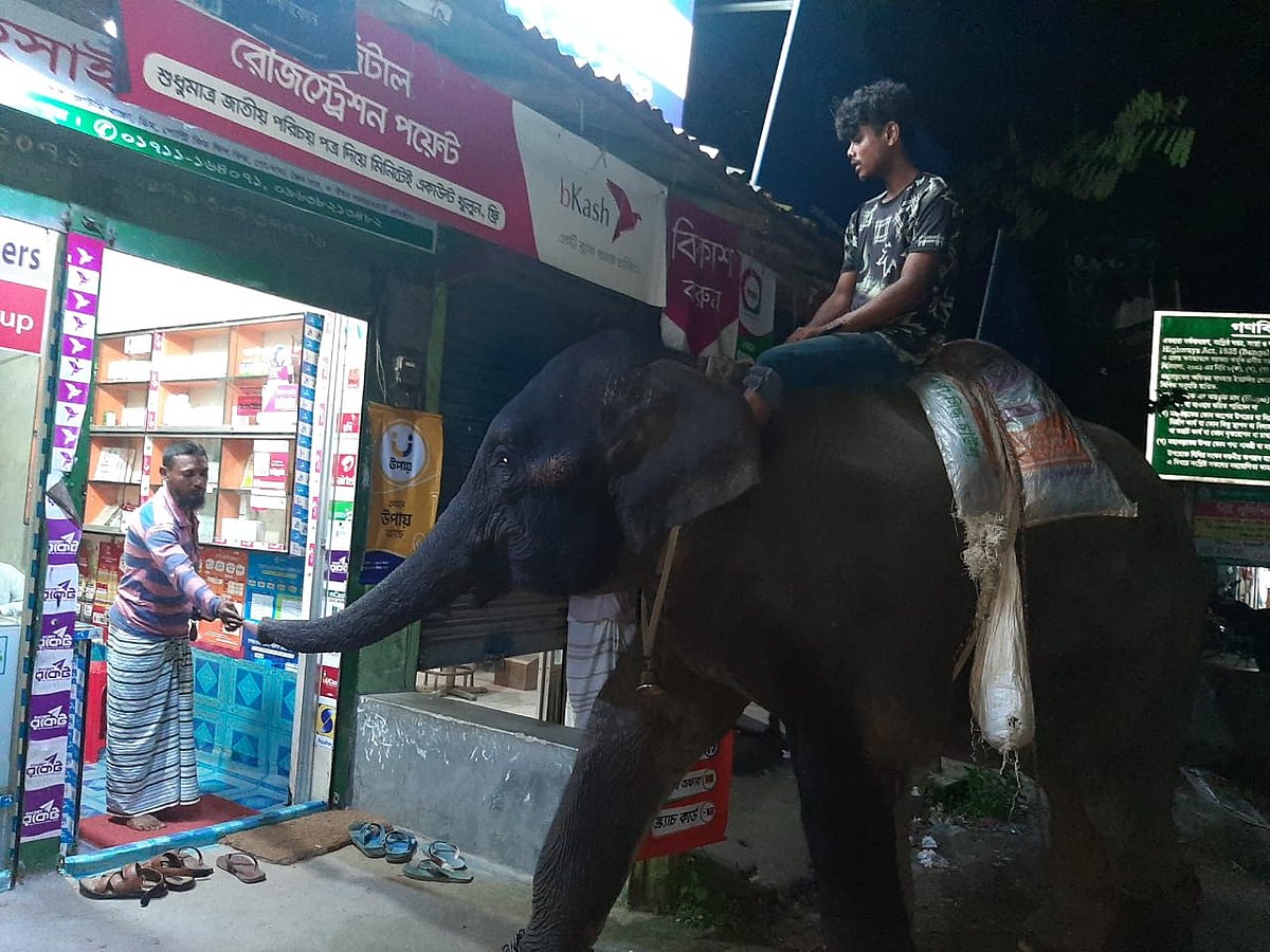 বিভিন্ন হাটবাজারে হাতি দিয়ে চাঁদা তোলা হয়