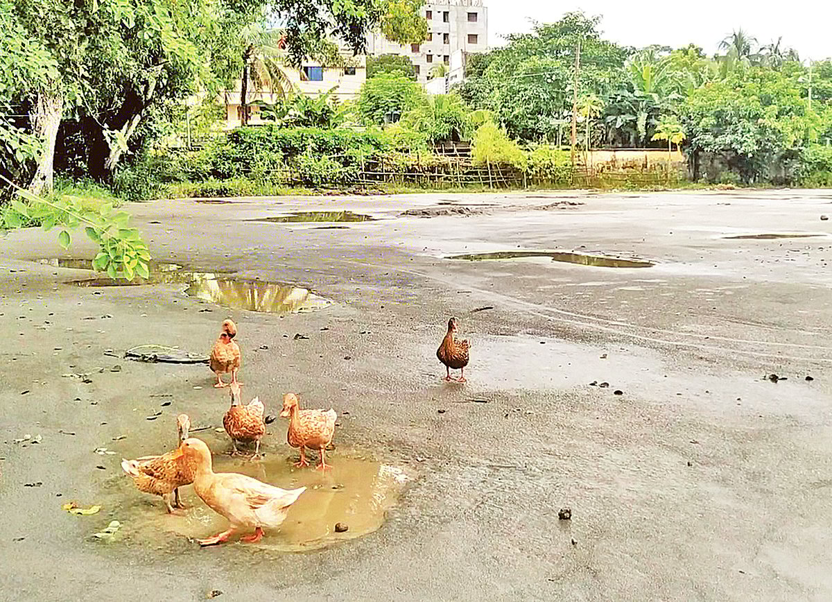 বালু দিয়ে ভরাট করা হয়েছে পুকুর। সেই বালুর ওপর ঘুরে বেড়াচ্ছে হাঁসগুলো। সম্প্রতি মাদারীপুরের শিবচর উপজেলা স্বাস্থ্য কমপ্লেক্সে