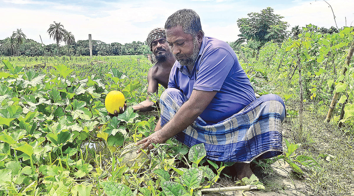 রকমেলনের খেতে চলছে পরিচর্যা। গত শুক্রবার ডুমুরিয়া উপজেলার খর্ণিয়া ইউনিয়নের পাঁচপোতা গ্রামে