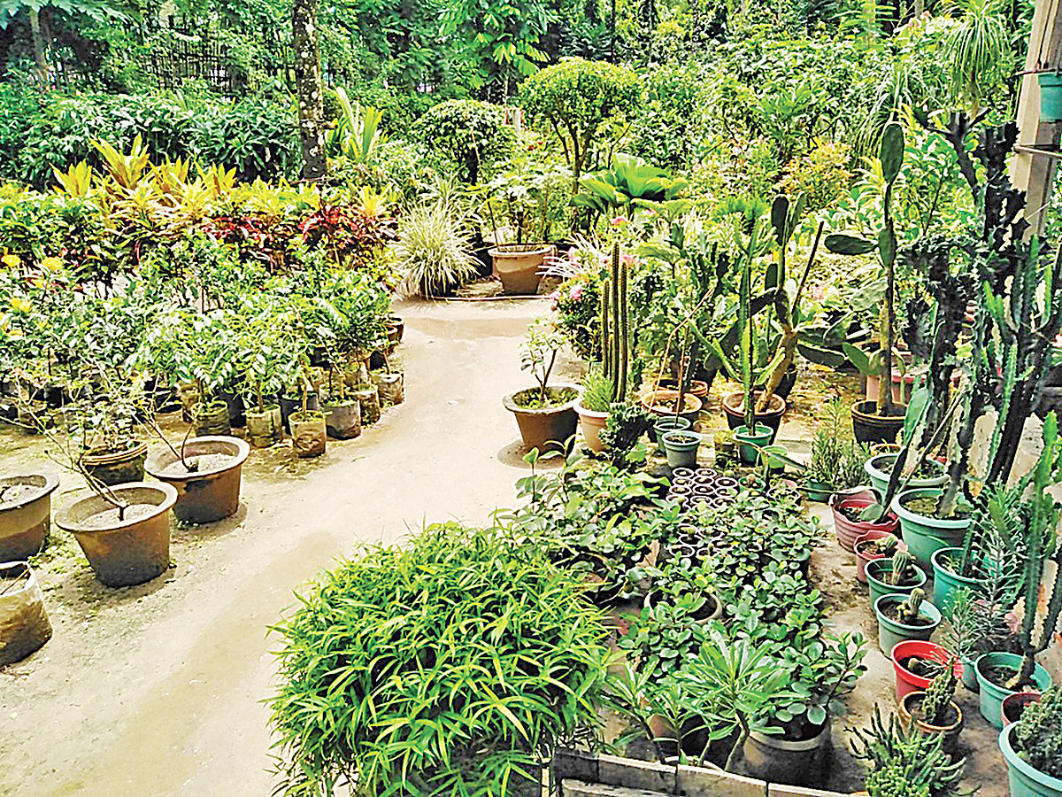 বাংলাদেশে নার্সারিতে গাছের চারা