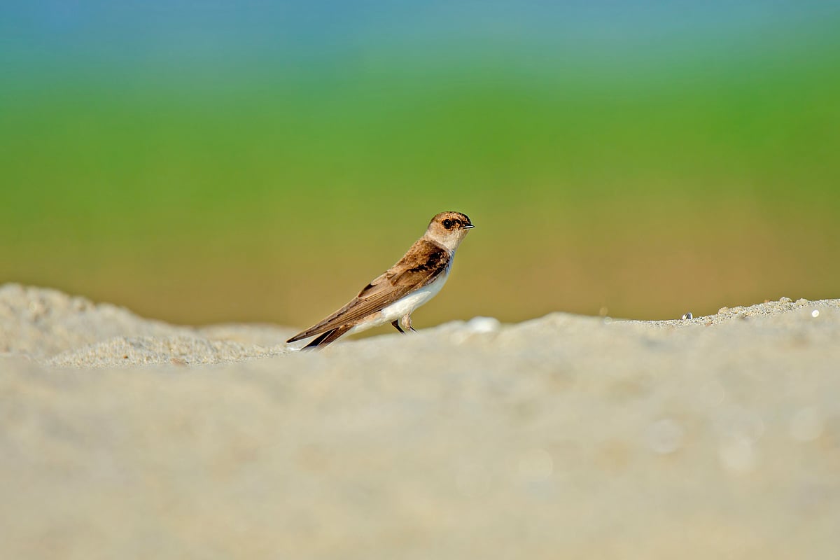 খাবারের সন্ধানে বালুময় এলাকায় ঘুরছে ‘বালু নাকুটি’ (Sand Martin) পাখি। এরা জলাশয়ের কাছের জায়গাতে বাস করে ও উড়ে উড়ে পোকা ধরে খায়। চরঘোষপুর, হিমাইতপুর, পাবনা, ২০ সেপ্টেম্বর