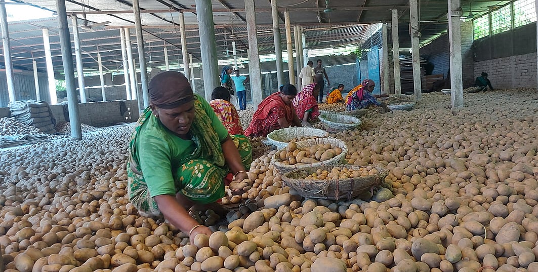 প্রতিদিনই পাল্লা দিয়ে কমছে আলুর দাম। তাই হিমাগার থেকে খুব একটা আলু বের করছেন না কৃষক ও ব্যবসায়ীরা। হিমাগারের আলু বাছাই করছেন একদল নারী শ্রমিক। শুক্রবার সকালে ঠাকুরগাঁও সদর উপজেলার হিমাদ্রী হিমাগারে