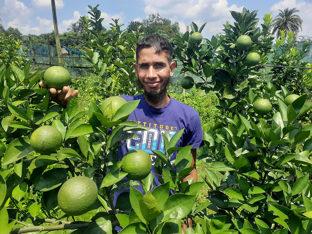 নিজের বাগানের মাল্টা দেখাচ্ছেন মো. দেলোয়ার হোসেন। শুক্রবার দুপুরে টাঙ্গাইলের মির্জাপুর উপজেলার বাঁশতৈল ইউনিয়নের পাঁচগাঁও গ্রামে