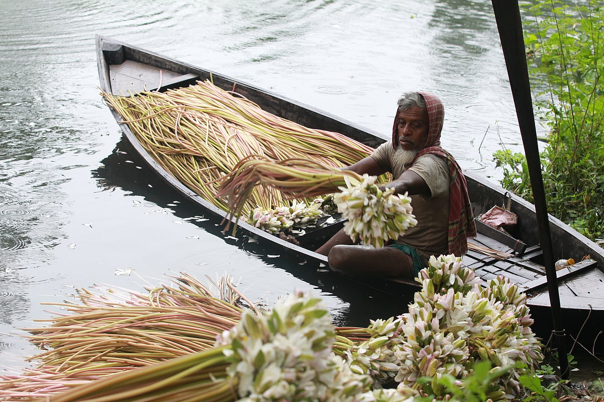 শাপলা ফুল | প্রথম আলো