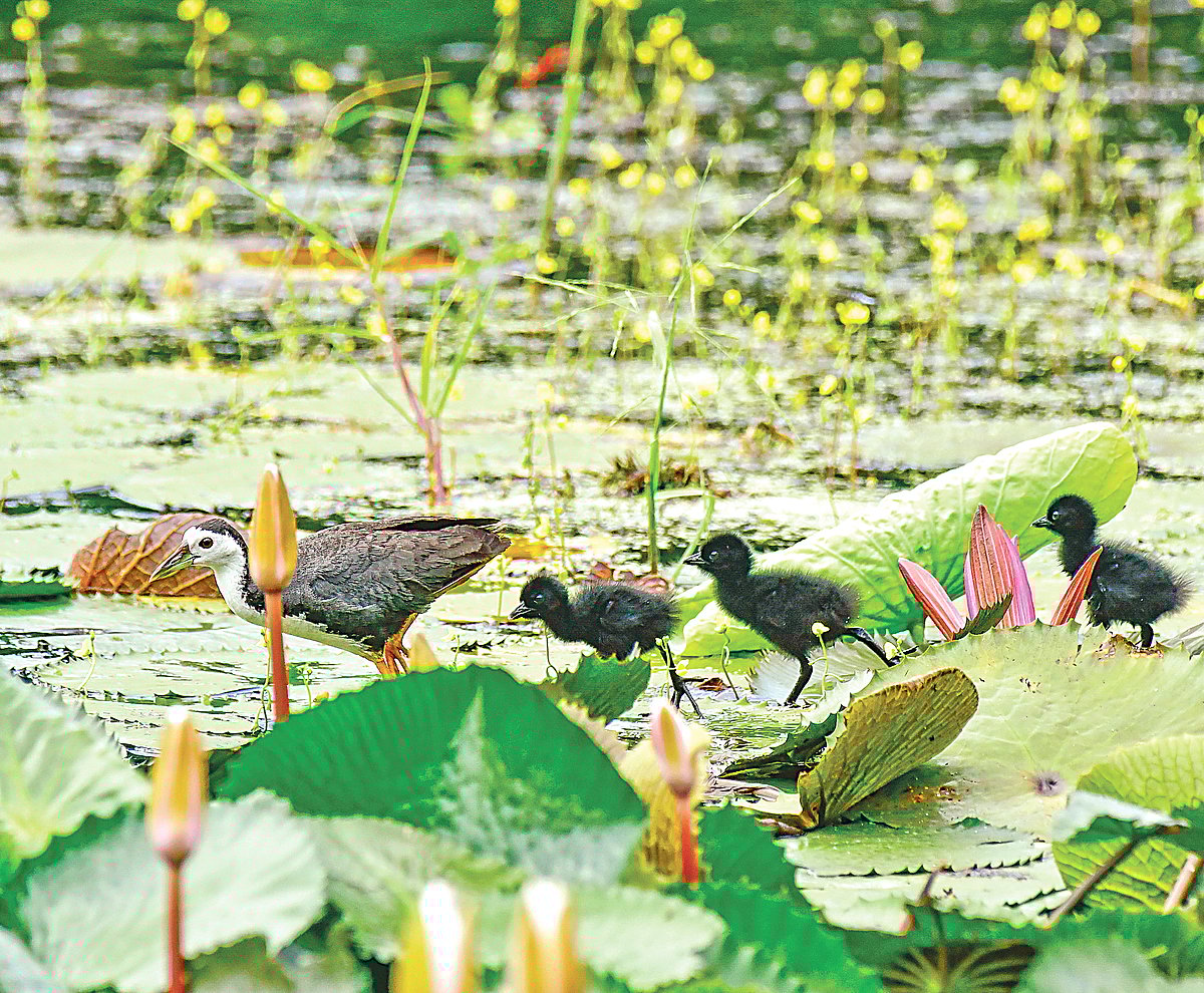 ডাহুকী ও ছানা। ঢাকার সোহরাওয়ার্দী উদ্যান থেকে সম্প্রতি তোলা