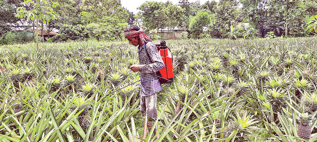 টাঙ্গাইলের মধুপুরে আনারসের বাগানে রাসায়নিক স্প্রে করছেন একজন চাষি। সম্প্রতি মহিষমারা গ্রামে