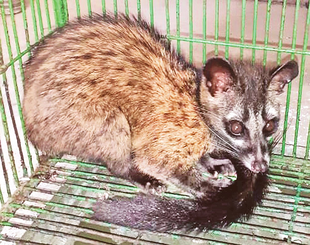 ধরা পড়া গন্ধগোকুল। সোমবার মৌলভীবাজার শহরতলির কালেঙ্গা এলাকায়