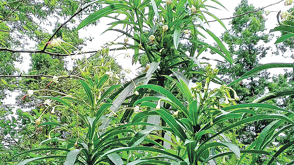 টাঙ্গাইলের মধুপুরের বনে বামনহাটি। সম্প্রতি তোলা