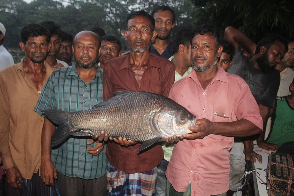 ব্রাহ্মণবাড়িয়ার সরাইলে দিরেশ দিঘি থেকে বড়শি দিয়ে আট কেজি ওজনের কাতল মাছ ধরেন শৌখিন মাছশিকারি ইউনুছ আলী (মাঝে)
