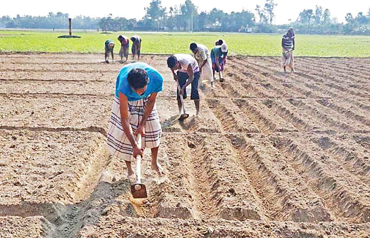 রাজশাহীর তানোর উপজেলার রহিমা ডাঙ্গা মাঠে চাষি ওমর আলী টিএসপি সার না পেয়ে গোবর সার দিয়েই আলু রোপণ করছেন