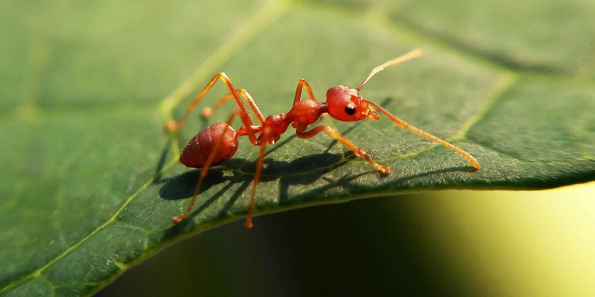 পিঁপড়া