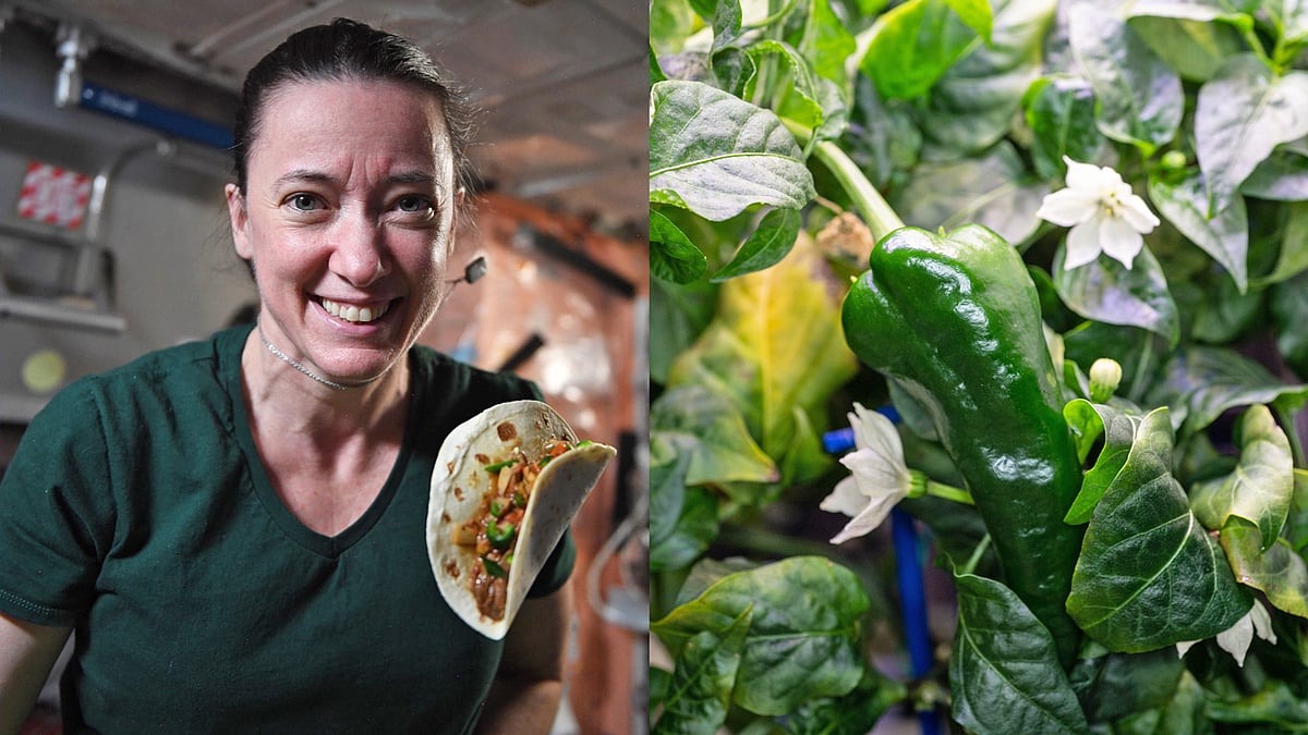 আন্তর্জাতিক মহাকাশ স্টেশনে মরিচ ফলান নভোচারীরা, সে মরিচ দিয়ে বানান টাকো