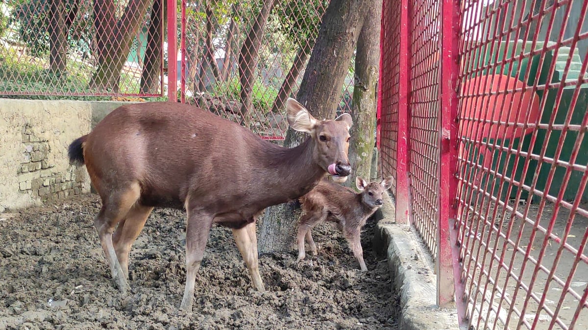 চট্টগ্রাম চিড়িয়াখানায় দেশে বিলুপ্তপ্রায় সাম্বার হরিণ পরিবারে নতুন অতিথি এসেছে