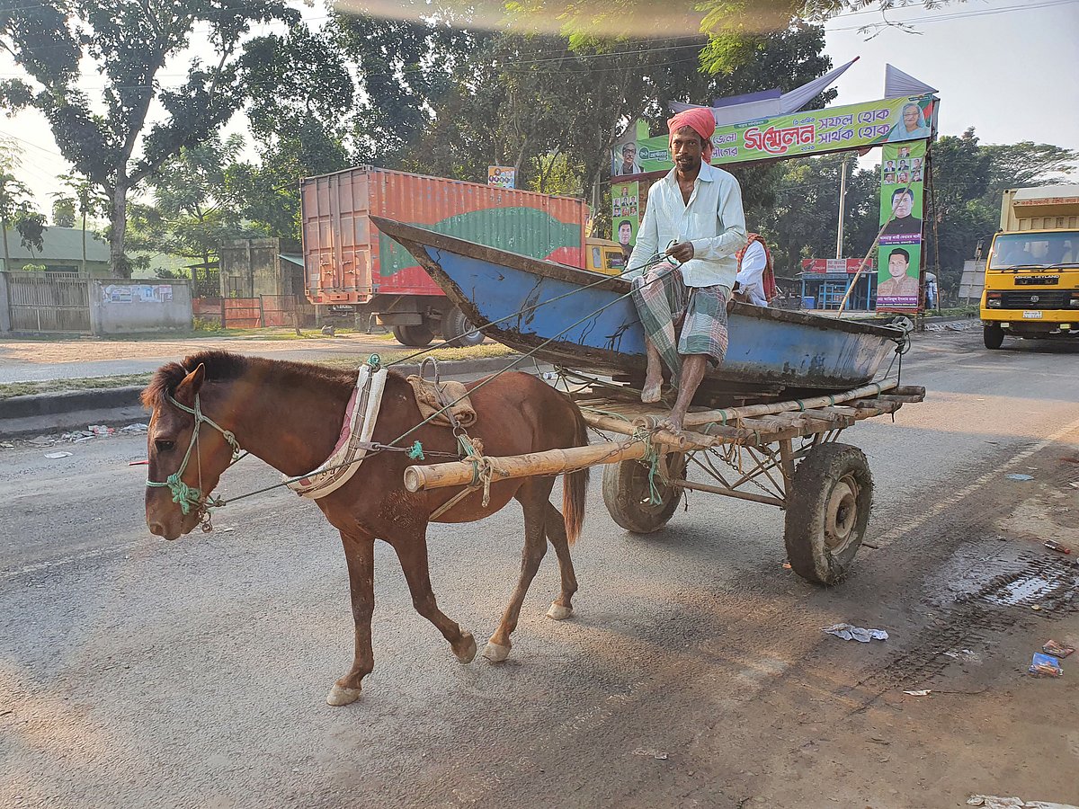 নদীর পানি কমতে থাকায় মাছ ধরা পড়ছে অনেক। নদীতে জাল নিয়ে নামতে হলে লাগবে নৌকা। পুরোনো নৌকা বাতিল হওয়ায় নতুন করে একটি নৌকা কিনে ঘোড়ার গাড়িতে করে ফিরছেন এক জেলে। ঢাকা-খুলনা মহাসড়ক, গোয়ালন্দ উপজেলা, রাজবাড়ী, ৮ নভেম্বর। ছবি: এম রাশেদুল হক