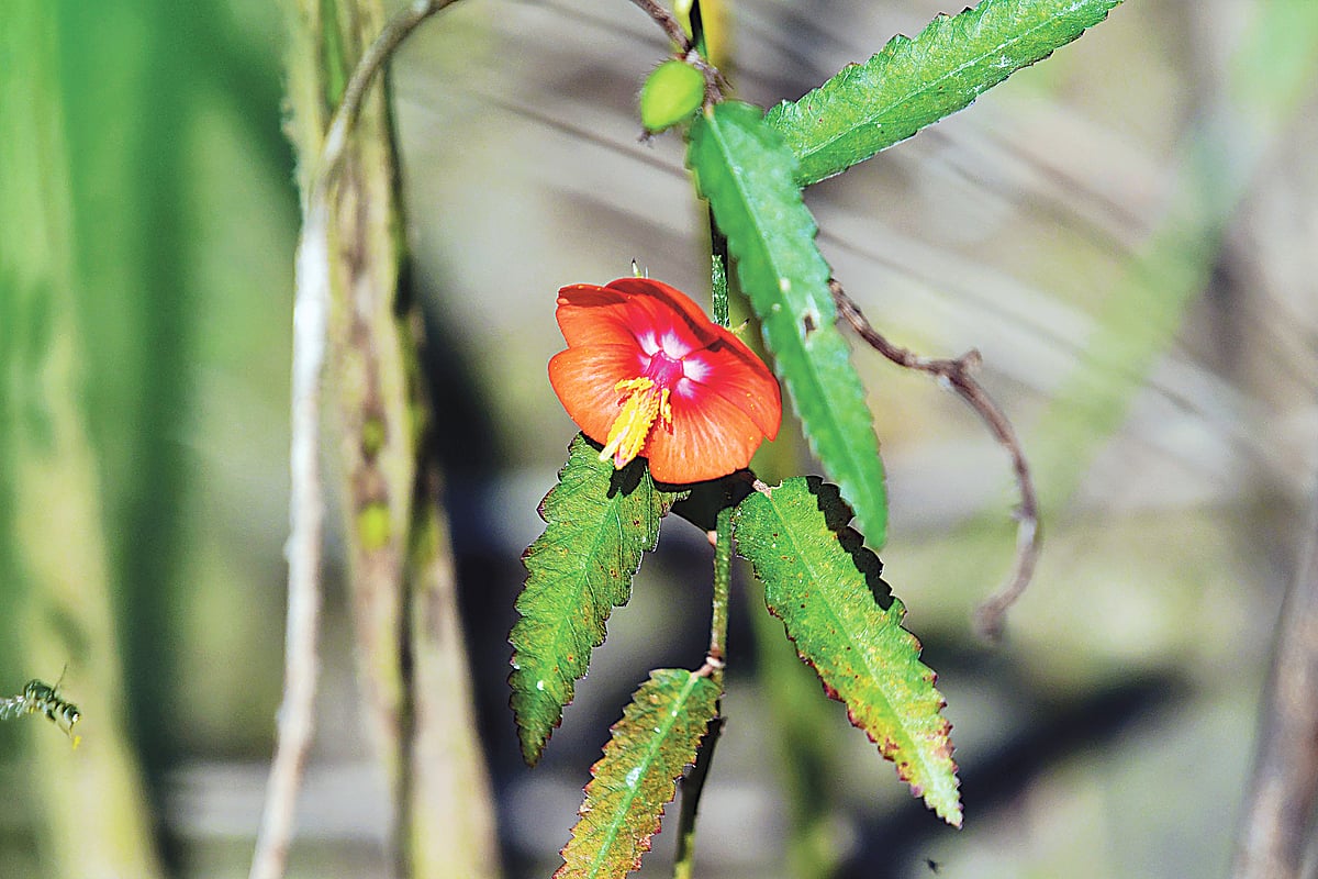 দুপুরমণি, নাটোরের লালপুরে