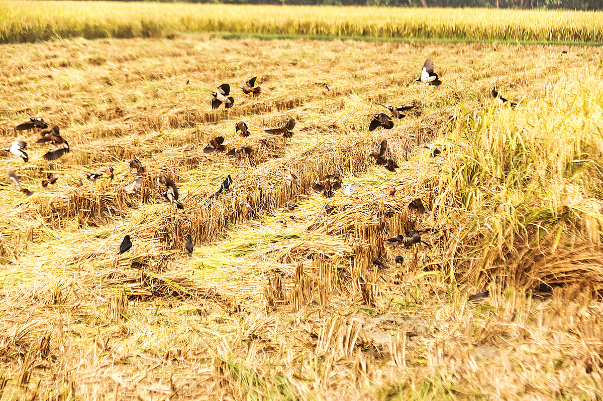 বাংলার শস্যভান্ডার হিসেবে বরিশাল অঞ্চলের পুরোনো খ্যাতি আবার ফিরতে শুরু করেছে